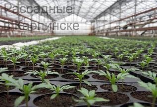 Рассадные